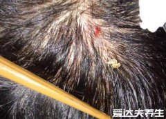 毛囊炎的图片症状及治疗方法，为红色毛囊