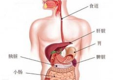 胃在什么位置图片，左上腹靠近心窝的凹陷