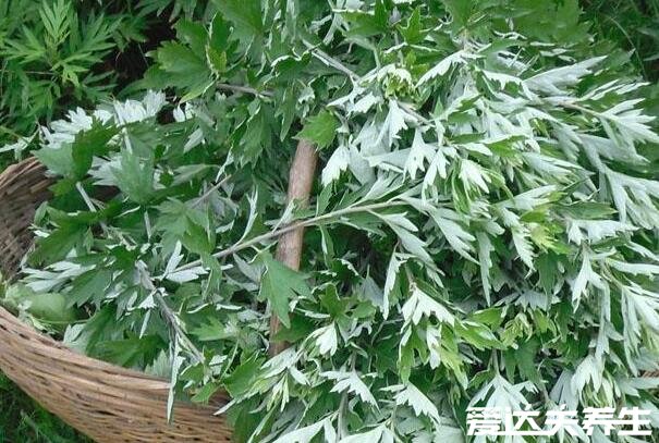 房间熏艾草的危害不大,但长期吸入有致癌风险