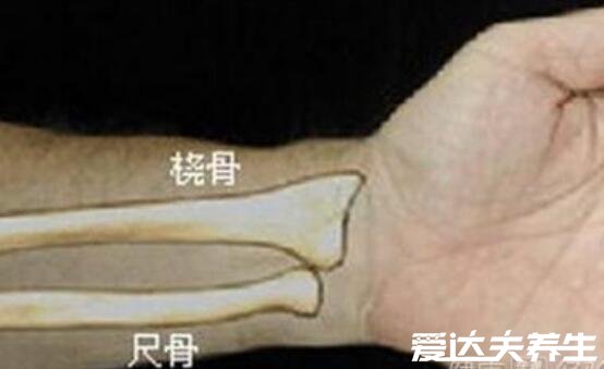 桡骨是哪个部位图片,位于手臂上端内侧与手腕相连(内尺外桡)