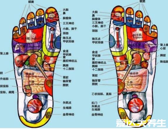 人体脚底穴位图,十大养生穴位介绍(长按窍阴穴治头痛失眠)