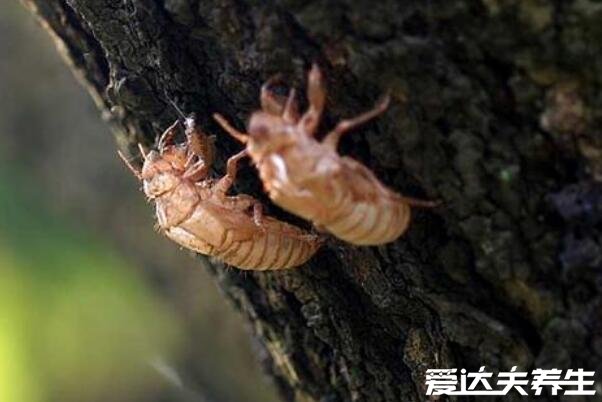蝉蜕的功效与作用及食用方法，煮成粥食用有清热解挛等4大功效