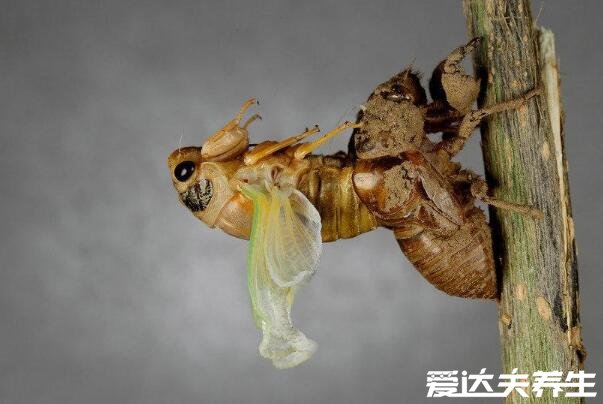 蝉蜕的功效与作用及食用方法，煮成粥食用有清热解挛等4大功效