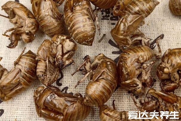 蝉蜕的功效与作用及食用方法，煮成粥食用有清热解挛等4大功效