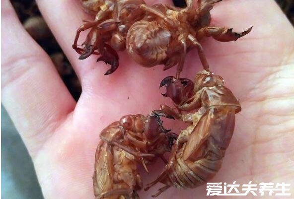 蝉蜕的功效与作用及食用方法，煮成粥食用有清热解挛等4大功效