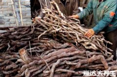 野生猕猴桃根有什么功能和作用,野生猕猴