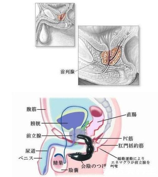 自己按摩前列腺十种手法图解,每天坚持按摩轻松缓解前列腺疾病