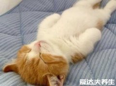 睡觉减肥法，通过睡觉来减肥世上最轻松减