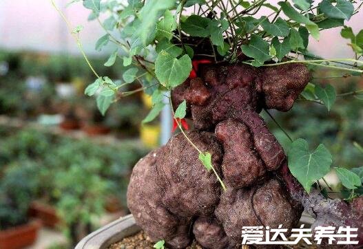何首乌的正确吃法，不仅能生吃用来泡水泡酒也非常好