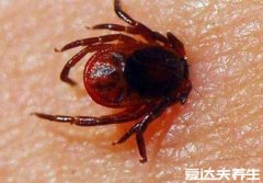 真实的蜱虫咬人后的伤口图,不小心处理也