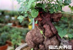 何首乌的正确吃法，不仅能生吃用来泡水泡