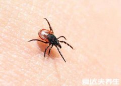 阴虱是什么原因得的，主要是隐私部位不洁