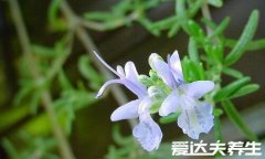 迷迭香的功效与作用，美容养颜又生发(五大