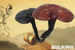 灵芝的功效与作用,不仅预防高血脂还能抗