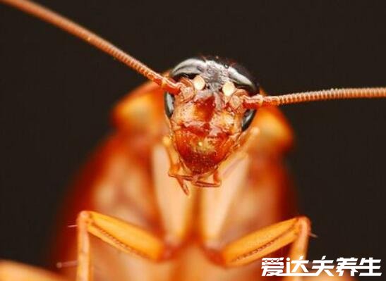 蟑螂为什么不能用脚踩,加快繁殖越踩越多(内附去除蟑螂小妙招)