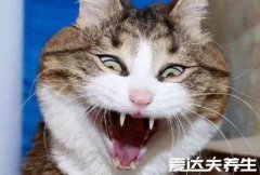 被猫咬千万不要打狂犬疫苗纯属谣言,通过