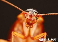 蟑螂为什么不能用脚踩，加快繁殖越踩越多