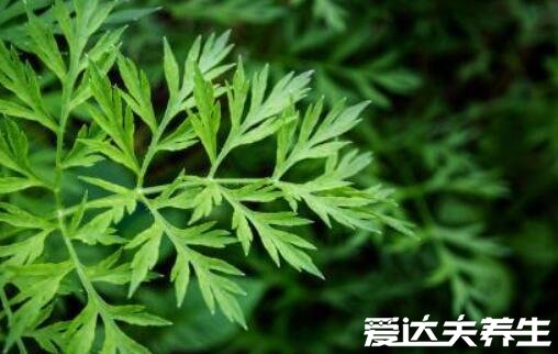 房间熏艾草的危害,可能有致癌的风险