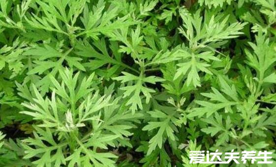 房间熏艾草的危害,可能有致癌的风险