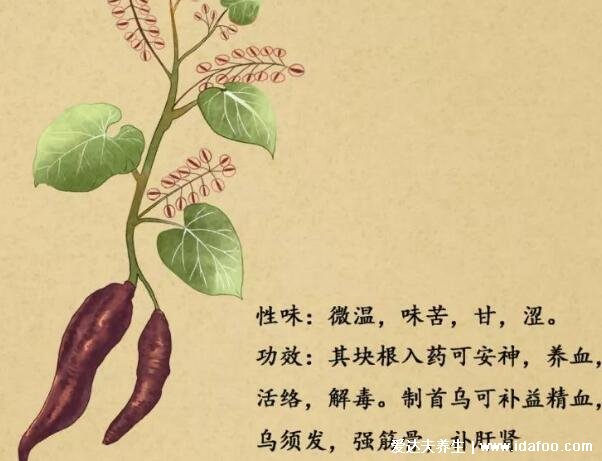 何首乌的正确吃法，可煮水/煮粥等(但要注意何首乌有小毒)