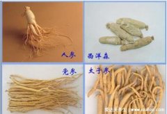 高丽参和西洋参的区别，外形/产地/功效皆不