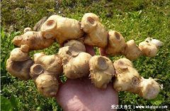 黄精药材有什么功效,滋补肝肾/延缓衰老等