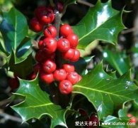 鸟不站树图片与功效和作用，祛风除湿