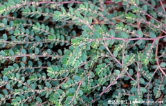 血见愁草药图片与功效，常见的野草主治月