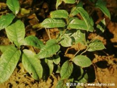 野生中药巴戟天图片大全，男性可补肾壮阳