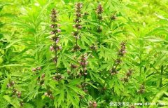 益母草什么时候喝最好，经期前五天/饭后一