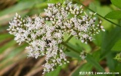 泽兰的功效与作用及禁忌，治闭经/痛经/月经