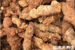 土茯苓的功效与作用,强身健体/抗菌消炎