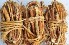 五指毛桃根的功效与作用禁忌，治月经不调