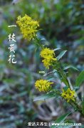 本土中药一枝黄花图片和加拿大一枝黄花图