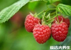 覆盆子是什么,多种高清覆盆子图片(中药特