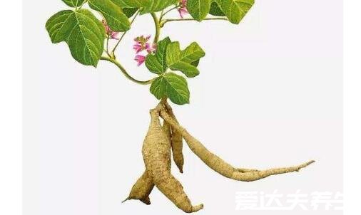 何首乌怎么吃,4种不伤肝的正确吃法