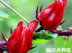 红桃k的作用及功效，不仅润肺止咳还美容养