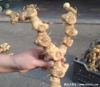 黄精泡水喝的五大禁忌，过于滋补油腻五类