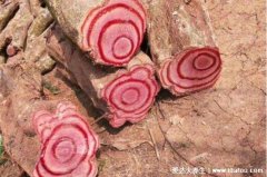 鸡血藤的功效与作用,活血化瘀防治多种妇