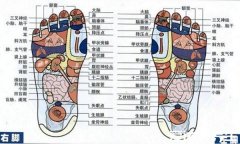 脚底对应的器官图,通过刺激足底就可以治