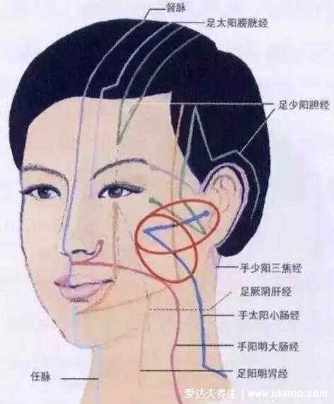 面部经络图走向图,任脉堵塞脸部会暗黄(附十二经络简单记忆法)