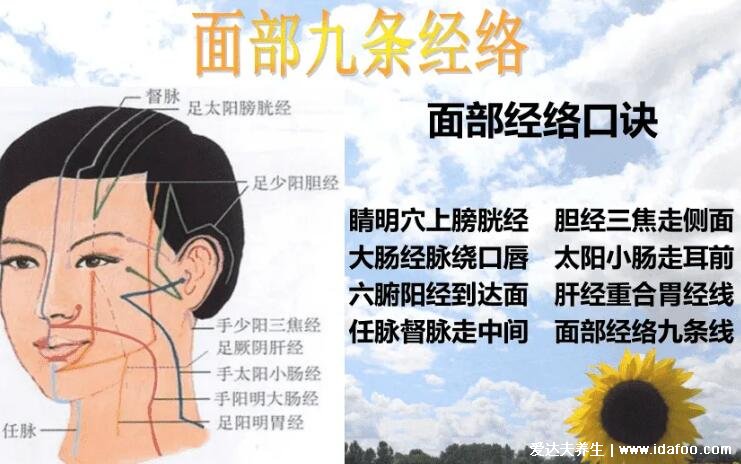 面部经络图走向图,任脉堵塞脸部会暗黄(附十二经络简单记忆法)