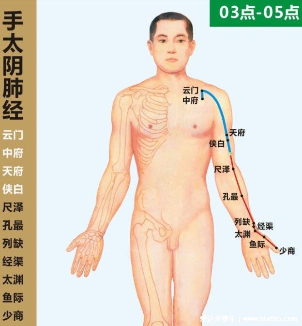 面部经络图走向图,任脉堵塞脸部会暗黄(附十二经络简单记忆法)