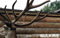 鹿角的功效与作用，男性壮阳补肾女性行血