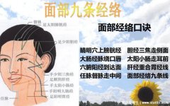 面部经络图走向图,任脉堵塞脸部会暗黄(附