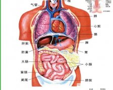 人体器官分布图,带你了解五脏六腑