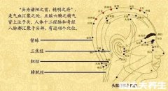 人体头部经络图穴位图,让你精准找到自己