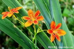 射干的功效与作用禁忌,抗菌消炎止咳润肺