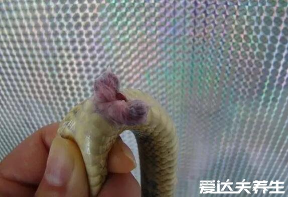 蛇鞭的功效和作用,改善阳痿早泄调理女性宫寒(图片)