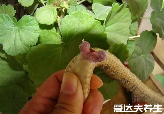 蛇鞭的功效和作用,改善阳痿早泄调理女性宫寒(图片)